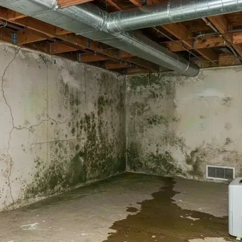 Professional Mold Removal in Pana, IL